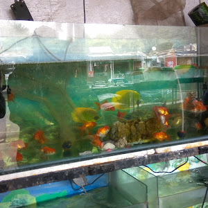 New Minakashi Aquarium photo