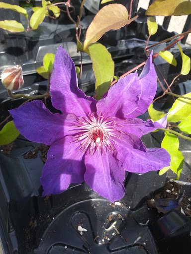 Florist «Ray Hunter Florist & Garden», reviews and photos, 16153 Eureka Rd, Southgate, MI 48195, USA