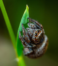 Hayward Pest Control - Photo 9 - Car repair in , Oakland