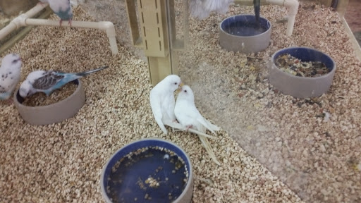 Pet Supply Store «Pet Supermarket», reviews and photos, 10291 Pines Blvd, Pembroke Pines, FL 33026, USA