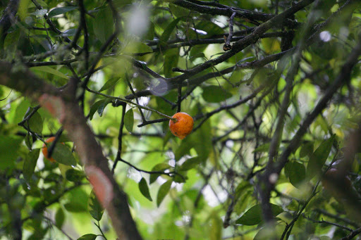 Religious Organization «Cassadaga Spiritualist Camp», reviews and photos