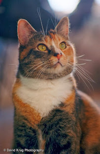 David Krug Photography - Photo 5 - Car repair in , Hillsboro