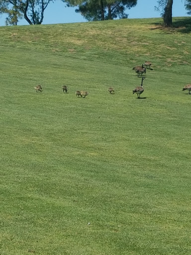 Golf Course «Lone Tree Golf & Event Center», reviews and photos, 4800 Golf Course Rd, Antioch, CA 94531, USA