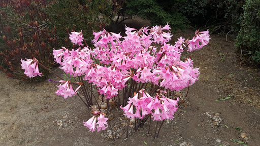 Supermarket «Harvest Market», reviews and photos, 10501 Lansing St, Mendocino, CA 95460, USA