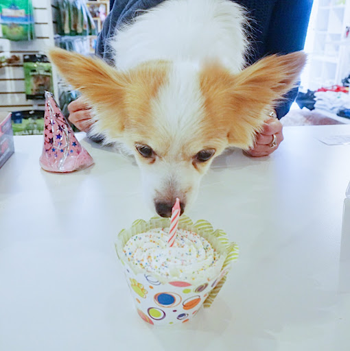 Pet Groomer «Oasis Dog Spa & Shoppe», reviews and photos, 2911 Centre Ave #2, Reading, PA 19605, USA