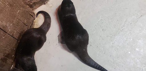 Aquarium «SeaQuest Interactive Aquarium Las Vegas», reviews and photos, 3528 S Maryland Pkwy #340, Las Vegas, NV 89169, USA