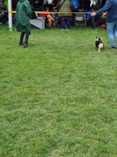 Opinii despre Elekthermax Vasas Se. în Pápa - Sportpálya