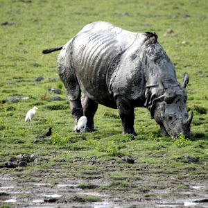 Kaziranga Jeep Safari Association Office photo