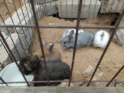 Venta de conejos