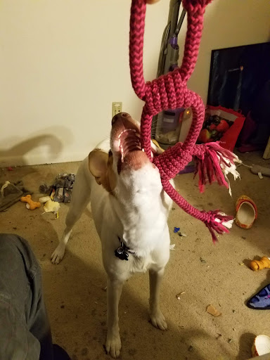 Grocery Store «Safeway», reviews and photos, 1688 Anderson Rd, McLean, VA 22102, USA