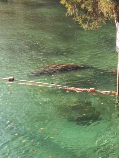 Thrift Store «Crystal River Super Thrift Store», reviews and photos, 820 S Suncoast Blvd, Homosassa, FL 34448, USA