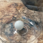 Photo n°1 de l'avis de Marco.e fait le 24/08/2021 à 13:27 sur le  La Perla dell'Ostricaio à Livorno