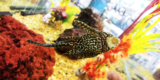 Pet Supply Store «Petco Animal Supplies», reviews and photos, 2345 Market Pl Blvd, Cumming, GA 30041, USA