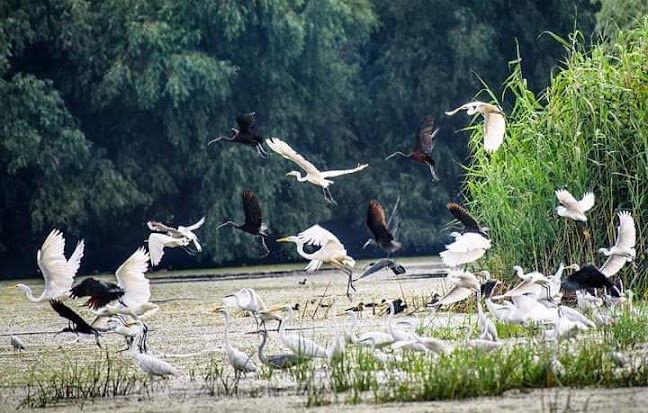 Excursii Delta Dunarii - Delta Rico Tour - Agenție de turism