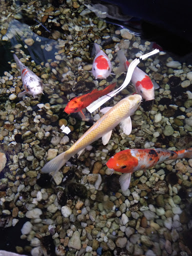 Pet Store «Pets Plus», reviews and photos, 151 Lincoln Hwy, Fairless Hills, PA 19030, USA