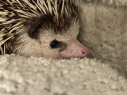 1254 W Granada Blvd, Ormond Beach, FL 32174, USA