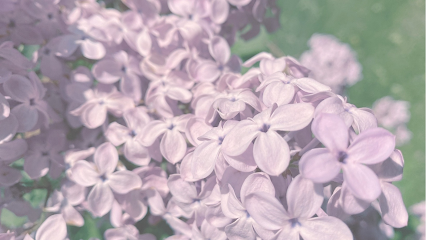 Lilac Sugaring