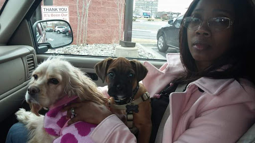 Pet Store «Just Puppies Inc», reviews and photos, 1028 York Rd, Towson, MD 21204, USA