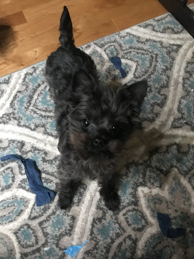 Pet Groomer «Pause 4 Paws Pet Grooming And Hotel», reviews and photos, 3770 W County Line Rd, Douglasville, GA 30135, USA