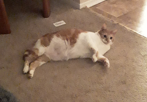 Animal Shelter «Heritage Humane Society», reviews and photos