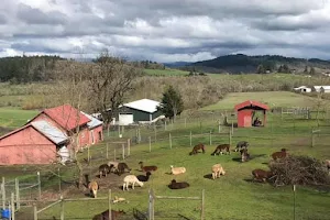 Aragon Alpacas image