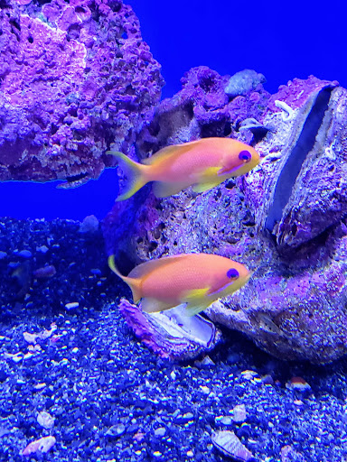 Pet Store «Bluewater Zoo Exotic Aquariums & Reptiles», reviews and photos, 159 Miracle Strip Pkwy SE, Fort Walton Beach, FL 32548, USA