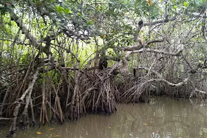 Mangrove Tecoluta image