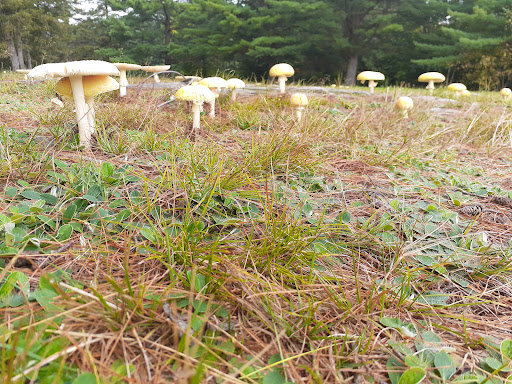 Drive-in Movie Theater «Circle Drive-In Theatre​», reviews and photos, 1911 Scranton Carbondale Hwy, Scranton, PA 18508, USA