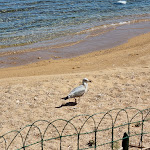 Photo n°7 de l'avis de Alex.' fait le 22/04/2022 à 13:01 sur le  Ristorante Il Portolano à Porto San Paolo