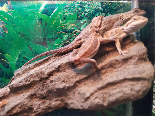 Pet Supply Store «Petland Discounts - Park Slope», reviews and photos, 510 5th Ave, Brooklyn, NY 11215, USA