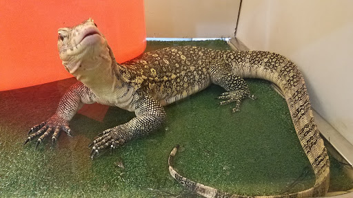 Miniature Golf Course «Golf N Gator», reviews and photos, 6355 N Atlantic Ave, Cape Canaveral, FL 32920, USA