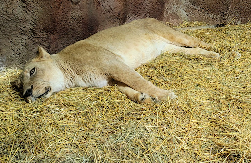 Zoo «Potter Park Zoo», reviews and photos, 1301 S Pennsylvania Ave, Lansing, MI 48912, USA