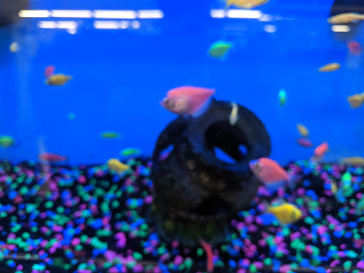 Pet Supply Store «Pet Supplies Plus», reviews and photos, 1240 Seminole Trail, Charlottesville, VA 22901, USA