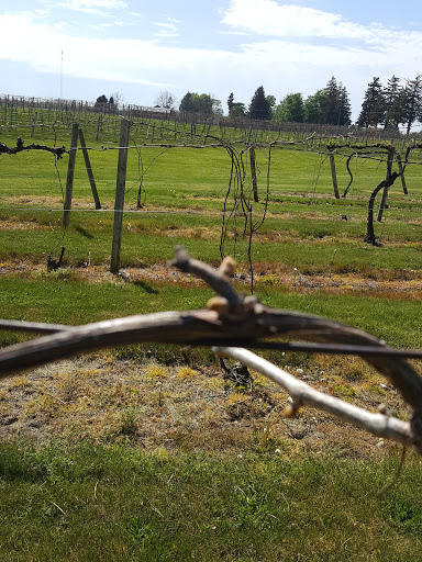 Winery «Fenn Valley Vineyards», reviews and photos, 6130 122nd Ave, Fennville, MI 49408, USA