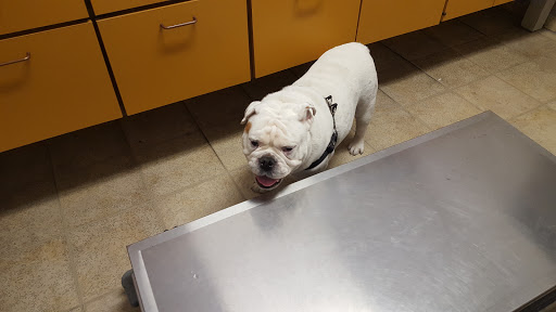 Dr. Kraemer Vet4Bulldog image