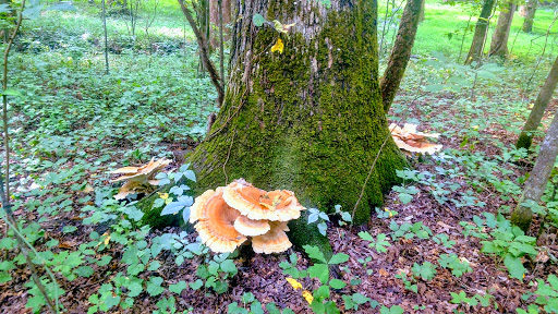 Nature Preserve «Reynolds Nature Preserve», reviews and photos, 5665 Reynolds Rd, Morrow, GA 30260, USA