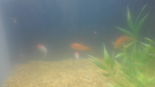 Pet Supply Store «Petco Animal Supplies», reviews and photos, 1014 Glenbrook Way, Hendersonville, TN 37075, USA