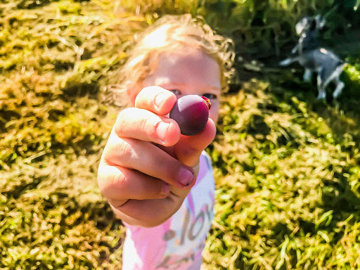 Winery «Sparkling Ponds Winery», reviews and photos, 10661 W Lake Rd, Ripley, NY 14775, USA