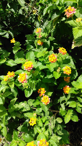 Historical Place «Rice Museum», reviews and photos, 633 Front St, Georgetown, SC 29440, USA