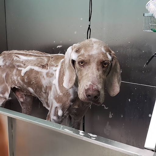 Bluffton Veterinary Hospital image