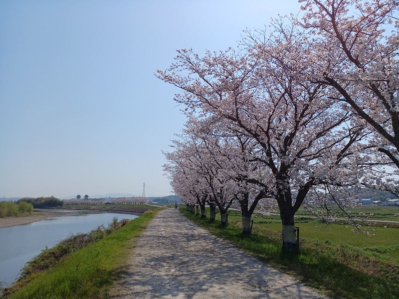 桜の堤（美嚢川）
