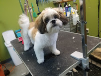 Pet Shuttle & Spa - Photo 2 - Car repair in Springfield, MO, Springfield