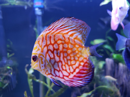 Tropical Fish Store «Optimum Aquarium», reviews and photos, 840 Ernest W Barrett Pkwy NW #700, Kennesaw, GA 30144, USA