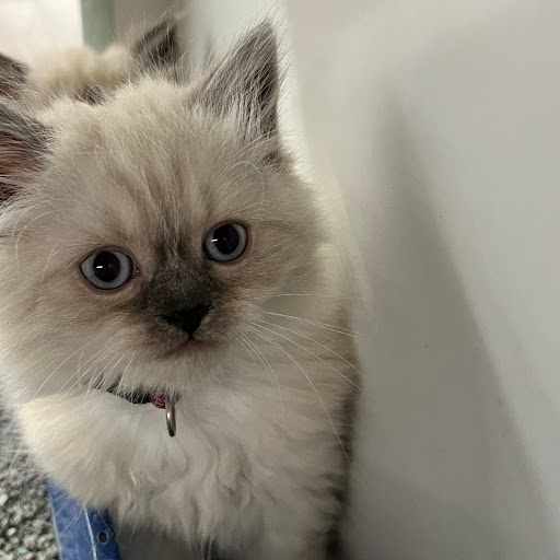 Pet Store «PV Pets», reviews and photos, 233 S Broadway, Pennsville, NJ 08070, USA