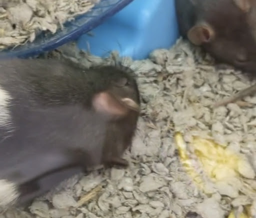 Pet Supply Store «Petco Animal Supplies», reviews and photos, 3520 Veterans Memorial Blvd, Metairie, LA 70002, USA