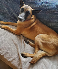 Bark Industries - Pet Sitting & Dog Walking - Photo 3 - Car repair in Scottsdale, AZ, Phoenix