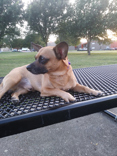 Park «Carl Knox, Jr. Park», reviews and photos, 1200 Susan Dr, Arlington, TX 76011, USA