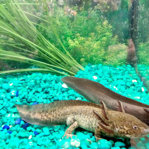 Pet Supply Store «CountryMax - Geneseo», reviews and photos, 4101 Lakeville Rd, Geneseo, NY 14454, USA