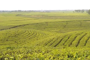 Bukit Teletubbies image