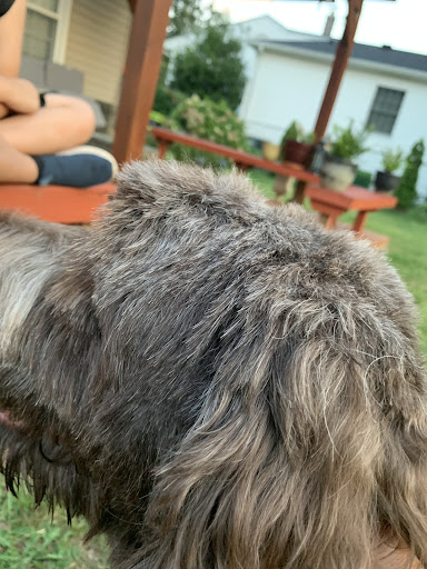 Pet Supply Store «Petco Animal Supplies», reviews and photos, 1333 Centennial Ave, Piscataway Township, NJ 08854, USA